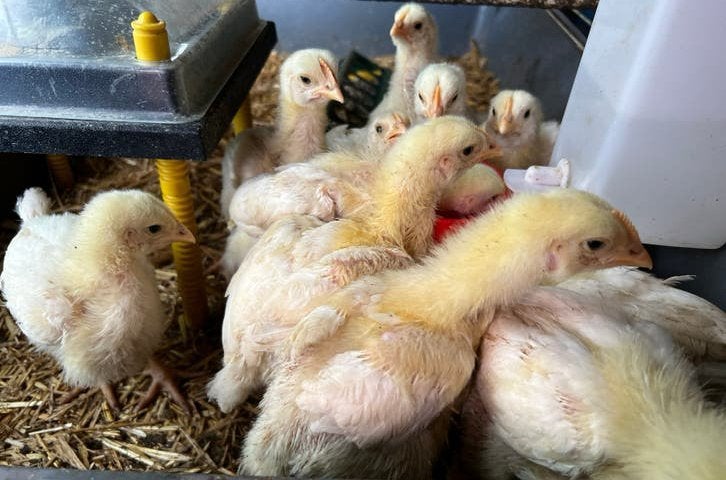 Ross 308 kuikens, Dieren en Toebehoren, Pluimvee, Meerdere dieren, Kip