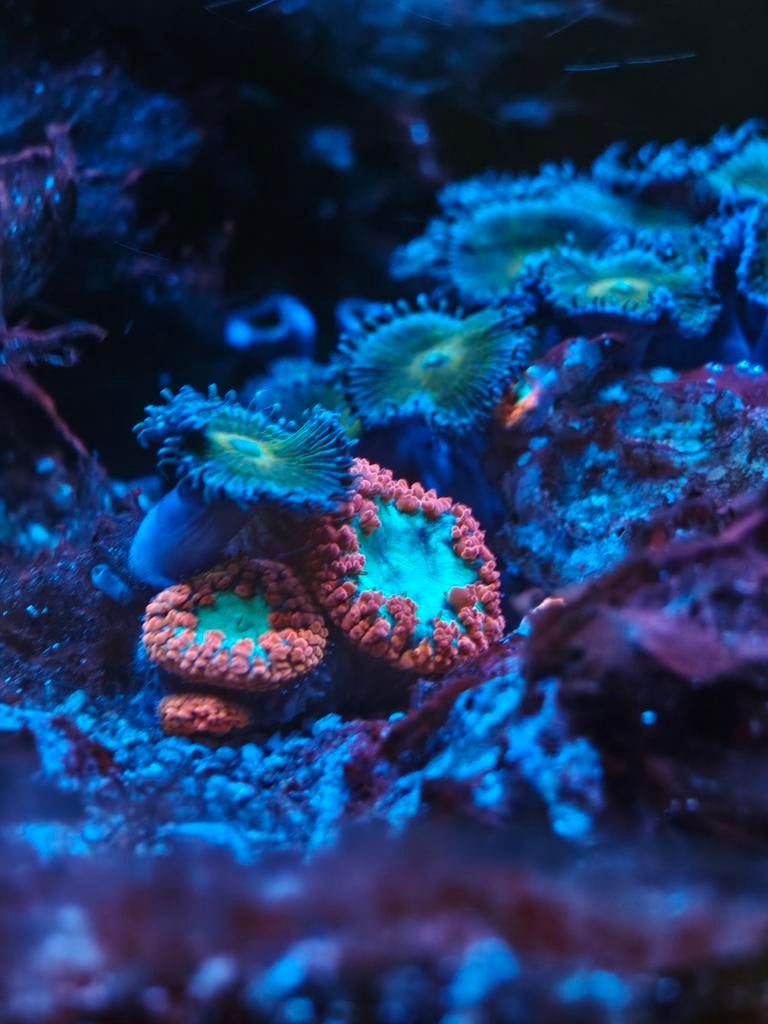 Koraal blastomussa ultra red, Dieren en Toebehoren, Overige typen