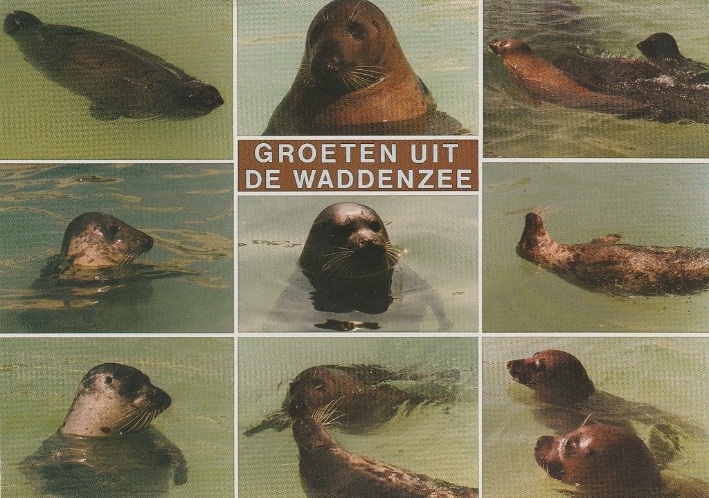 WADDENZEE Zeehonden Groeten, Verzenden, 1980 tot heden, Gelopen, Waddeneilanden