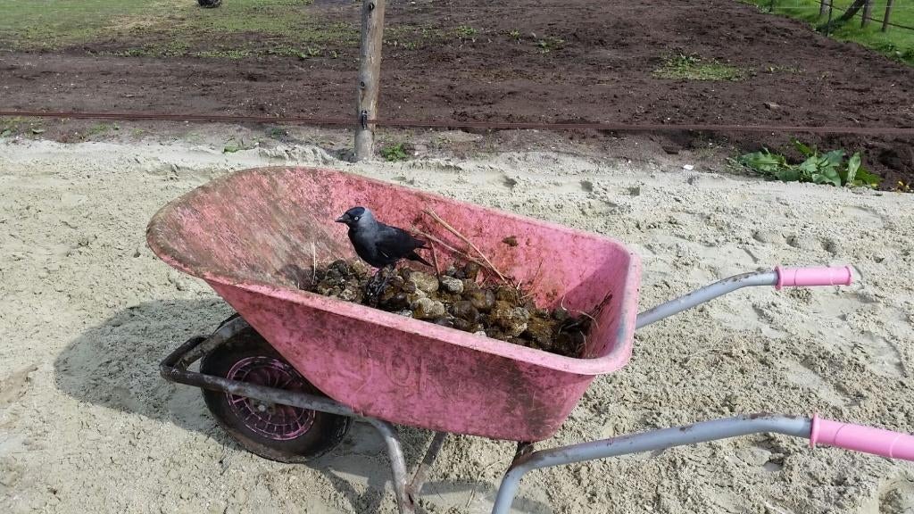 paardenmest, Tuin en Terras, Aarde en Mest, Ophalen, Tuinaarde
