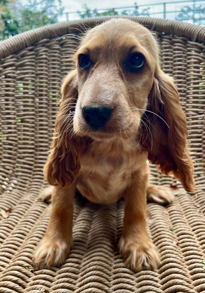 Engelse cocker spaniël pups, Dieren en Toebehoren, België, Fokker | Hobbymatig, 15 weken tot 1 jaar, Meerdere