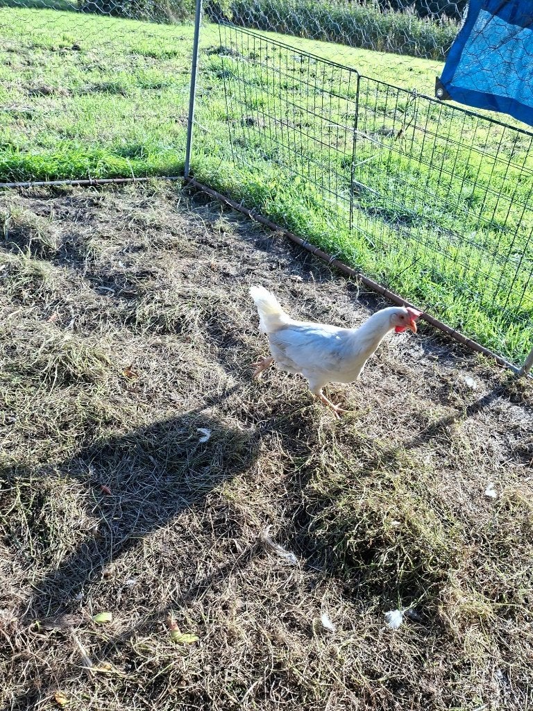 legkippen, Dieren en Toebehoren, Meerdere dieren, Kip