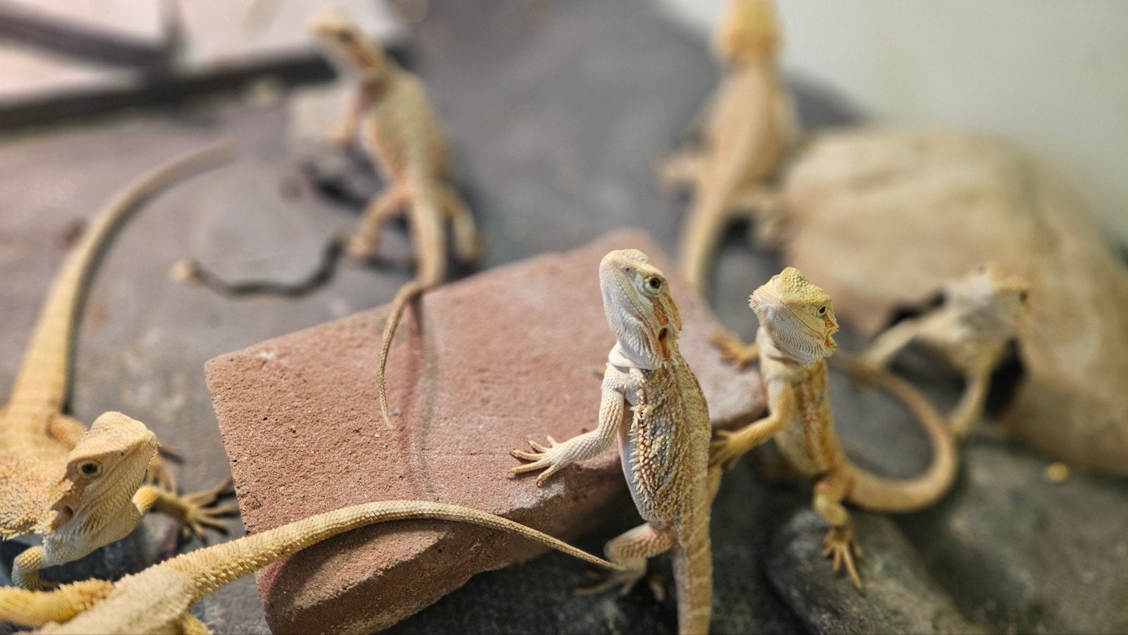 Nestje baardagamen (Pogona Vitticeps) 4 maanden oud, Ophalen