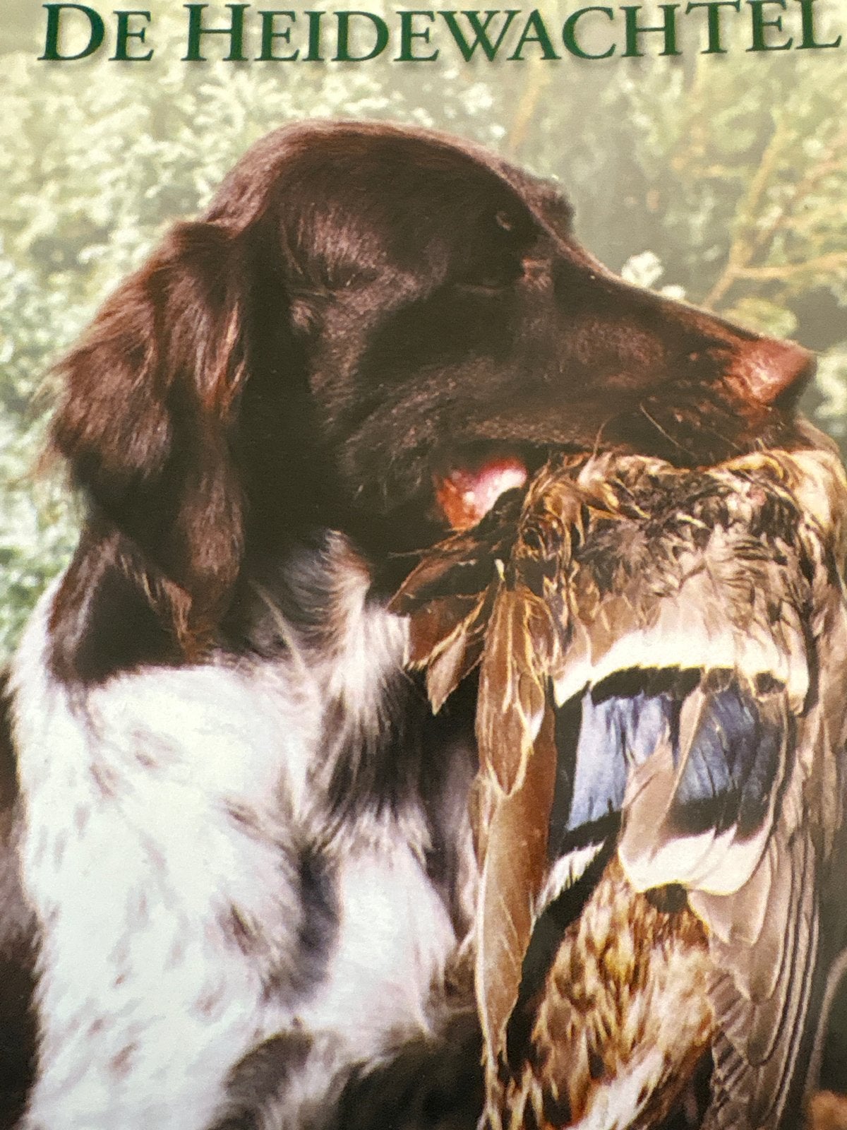 De Heidewachtel of Kleine Münsterländer - Tweede Druk, Ophalen of Verzenden, Gelezen, Honden