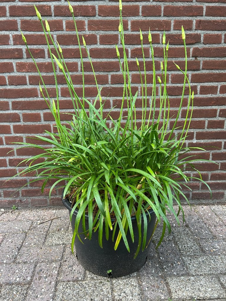 Afrikaanse Lelie (Agapanthus), Volle zon, Vaste plant, Zomer, Ophalen
