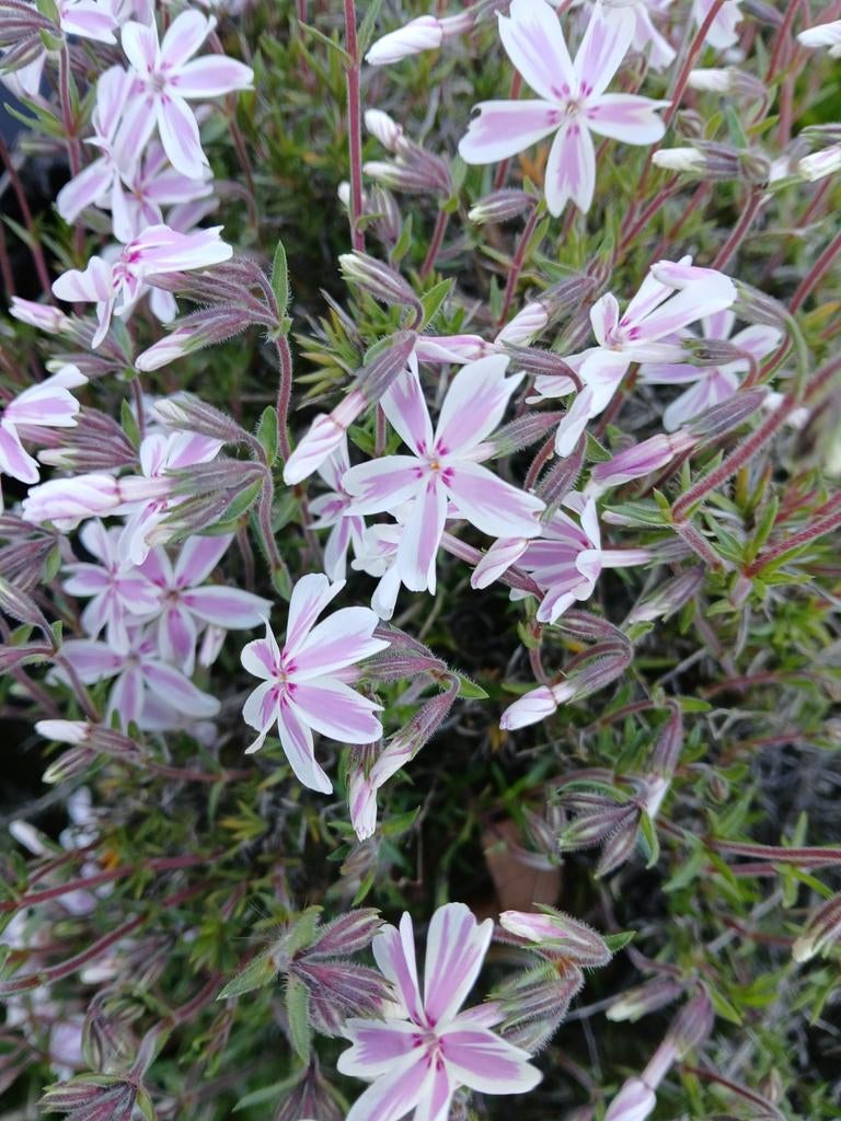 Lage phlox rose bloeiend, Ophalen, Volle zon