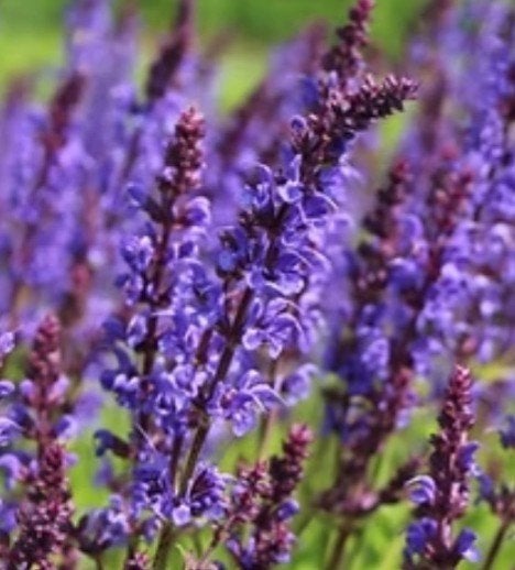 Salvia nemorosa 'Mainacht' - P9 pot, Ophalen of Verzenden, Vaste plant, Overige soorten, Volle zon