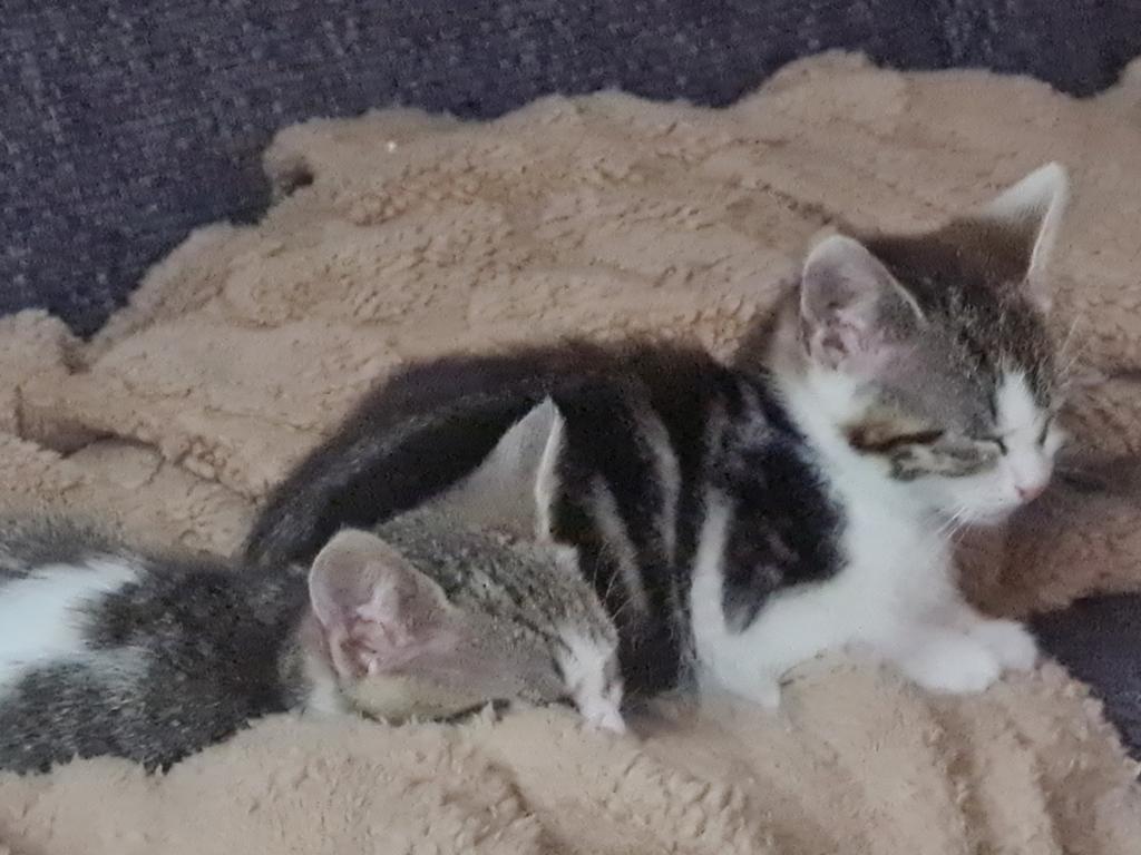 Kittens