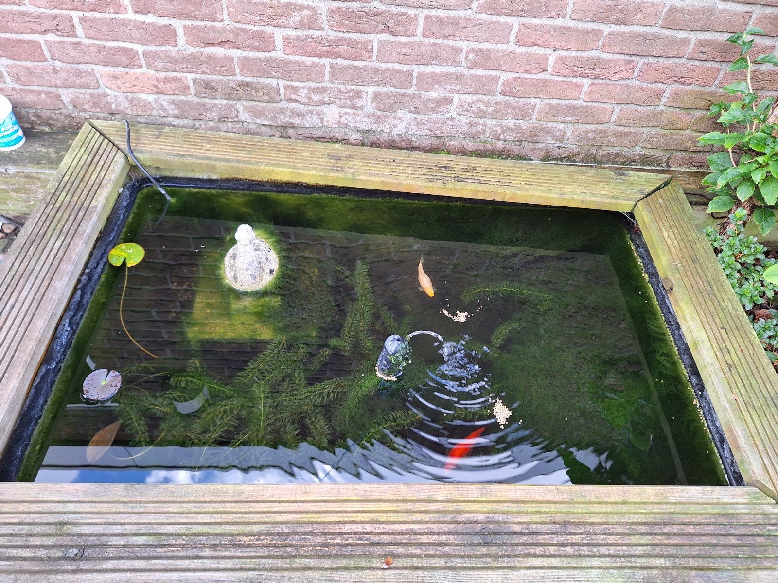 2 vissen incl vijver - zelf scheppen, Goudvis(sen)