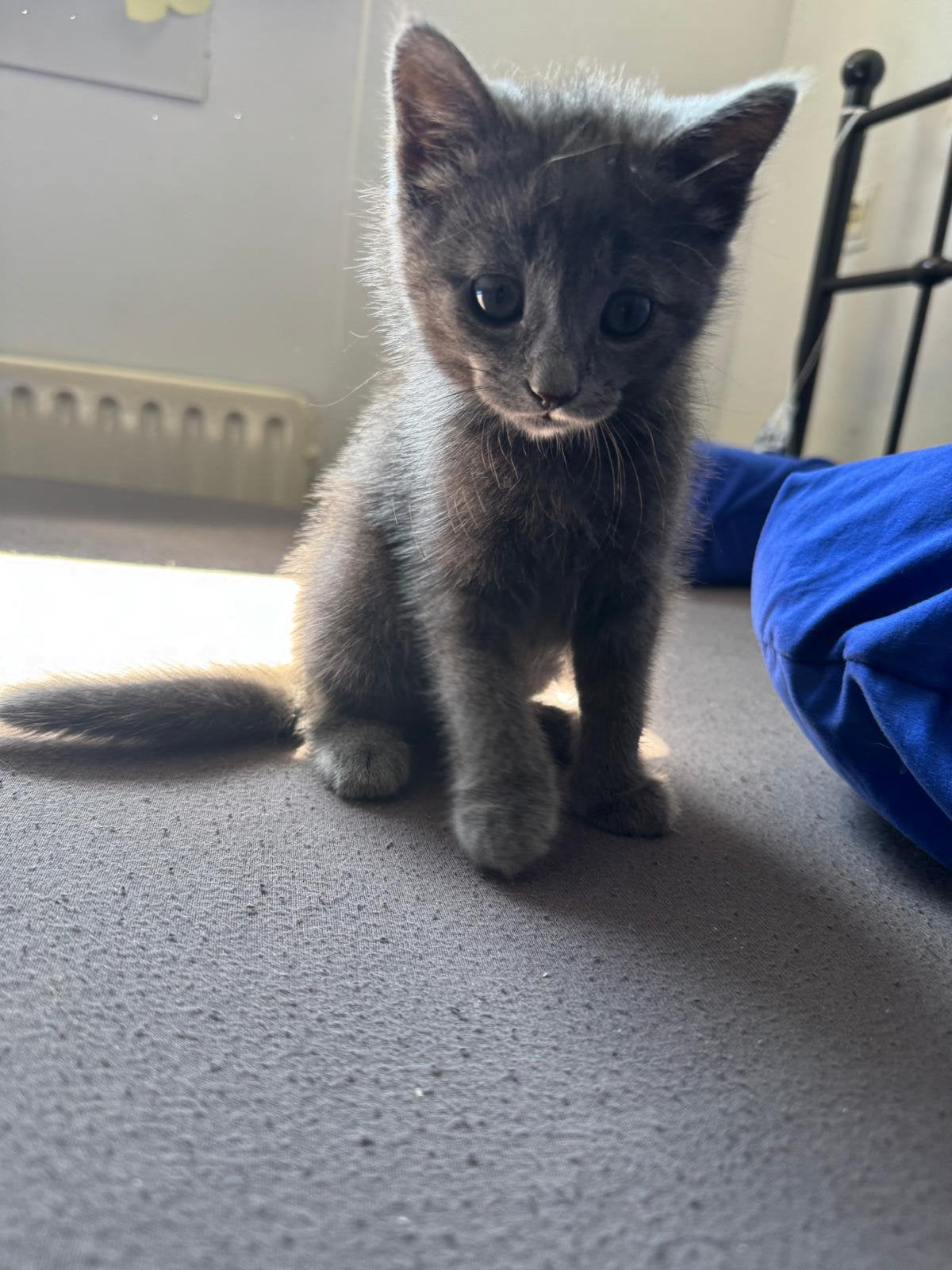 Kat half Brits, Dieren en Toebehoren, Kater