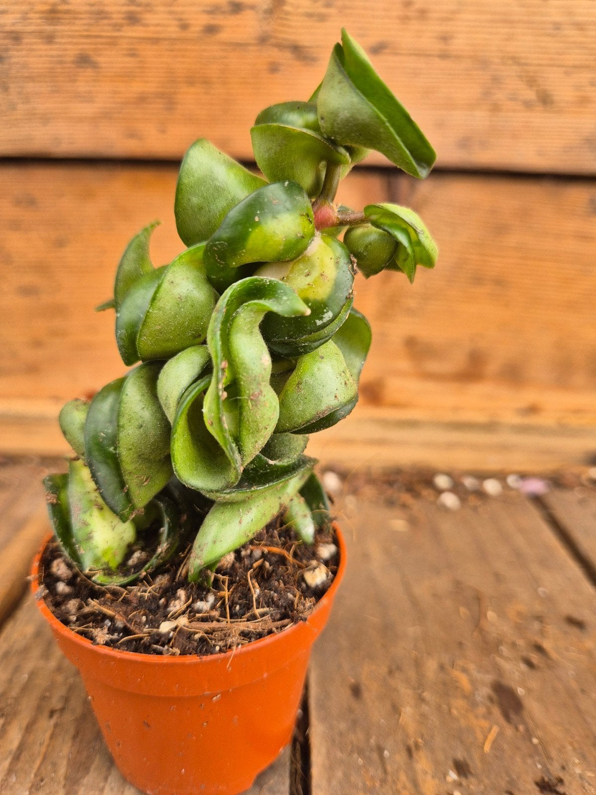 Hoya Carnosa Compacta Mauna Loa p6 (8), Huis en Inrichting, Kamerplanten, Ophalen of Verzenden, Halfschaduw, Minder dan 100 cm