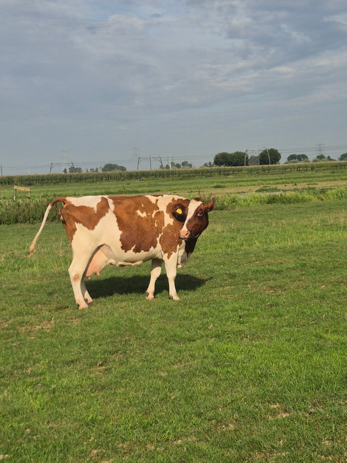 koe met 2 kalveren, Dieren en Toebehoren
