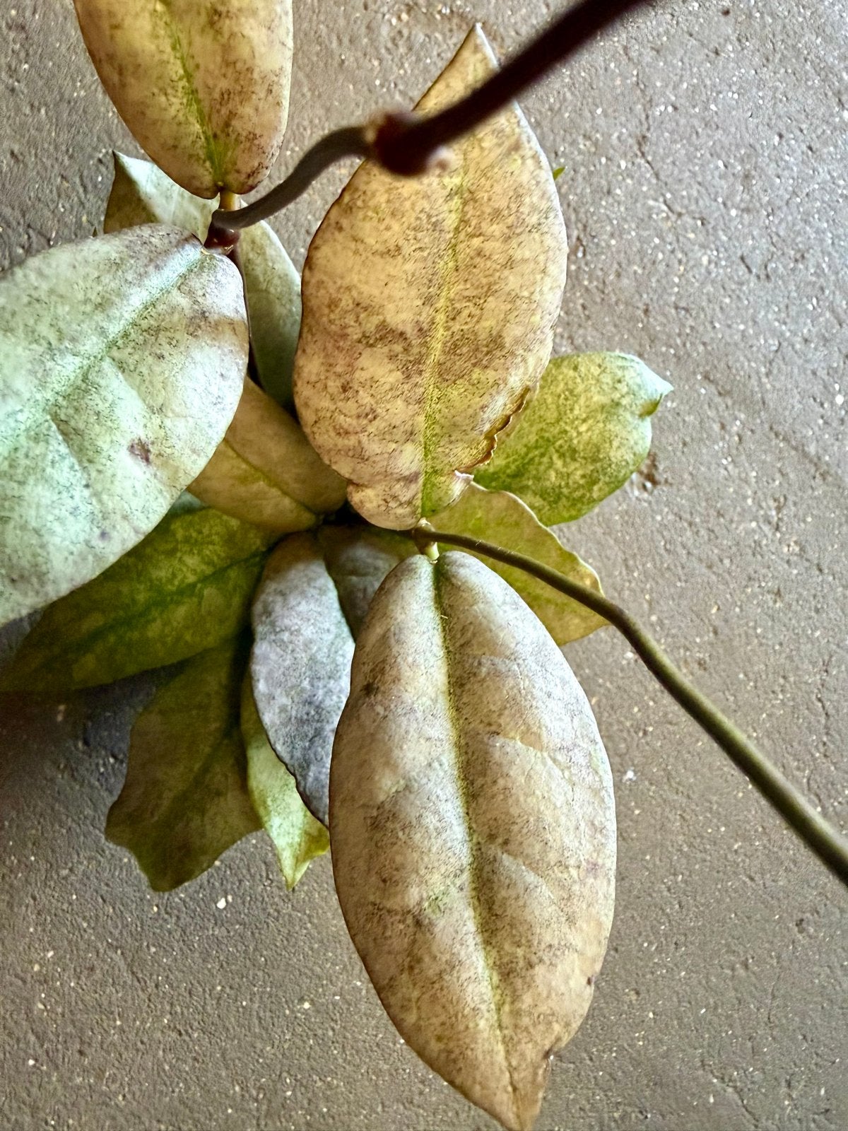 Hoya mitrata Silver p9, Huis en Inrichting, Overige soorten, In pot, Minder dan 100 cm, Groene kamerplant