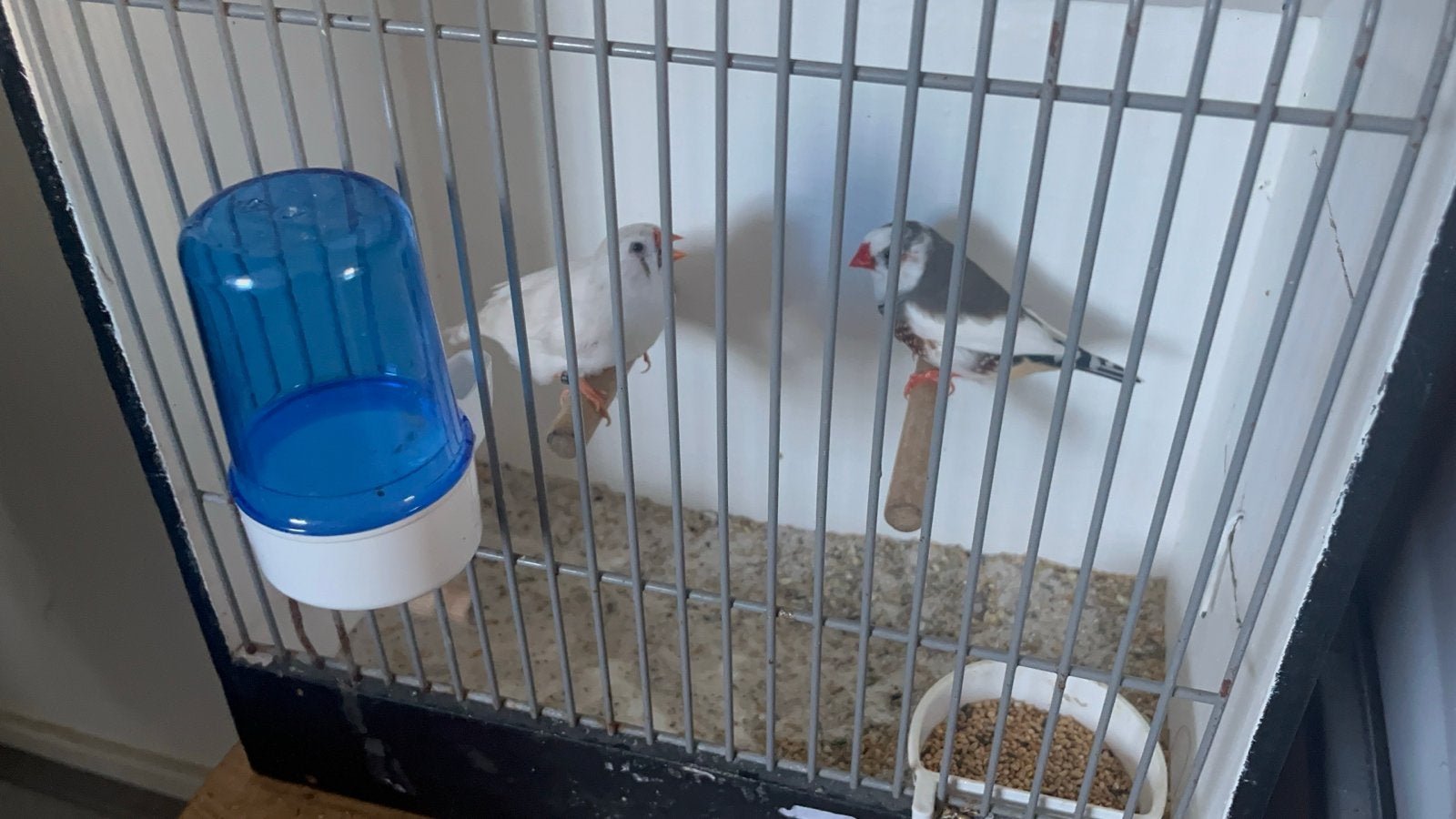 Gratis aangeboden een koppel Zebravinken, Dieren en Toebehoren, Vogels | Overige Vogels, Meerdere dieren