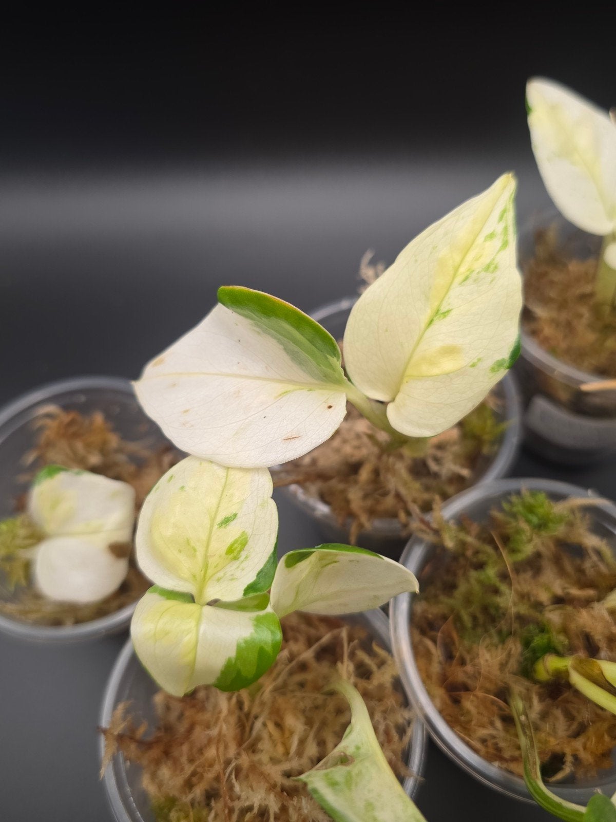 Japanese Global Pothos (Epipremnum aureum), Ophalen of Verzenden, Halfschaduw, Minder dan 100 cm