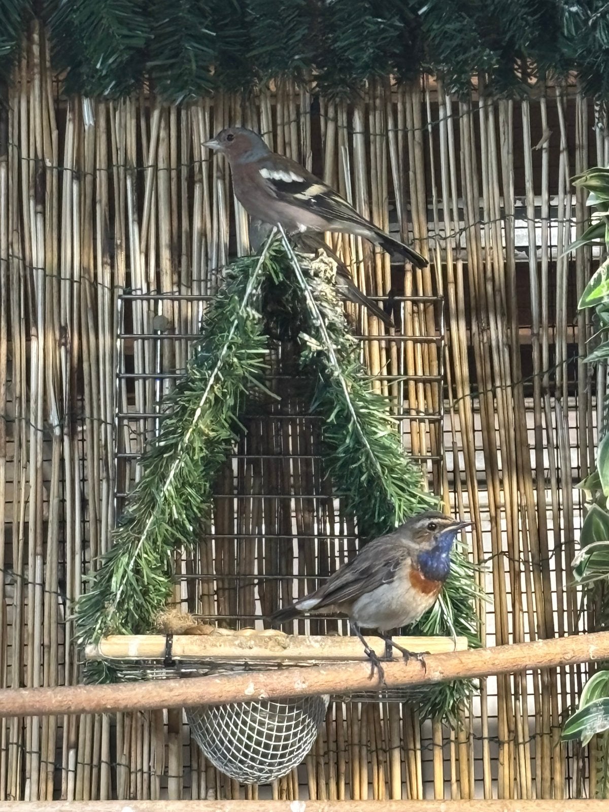 Vink man, Dieren en Toebehoren, Vogels | Overige Vogels, Mannelijk