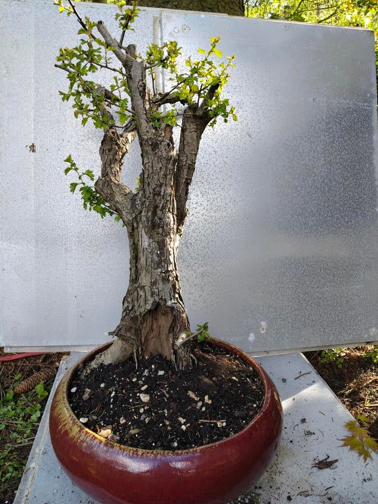 Pré Bonsai Meidoorn - Witte Bloemen & Oude Bast, Tuin en Terras, Ophalen