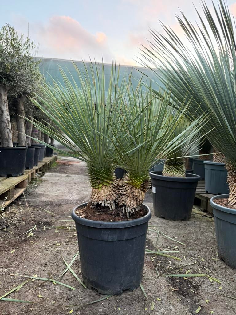 Yucca rostrata dubbelstam, Tuin en Terras, Planten | Bomen, Overige soorten, 100 tot 250 cm, Volle zon, Zomer, Ophalen of Verzenden
