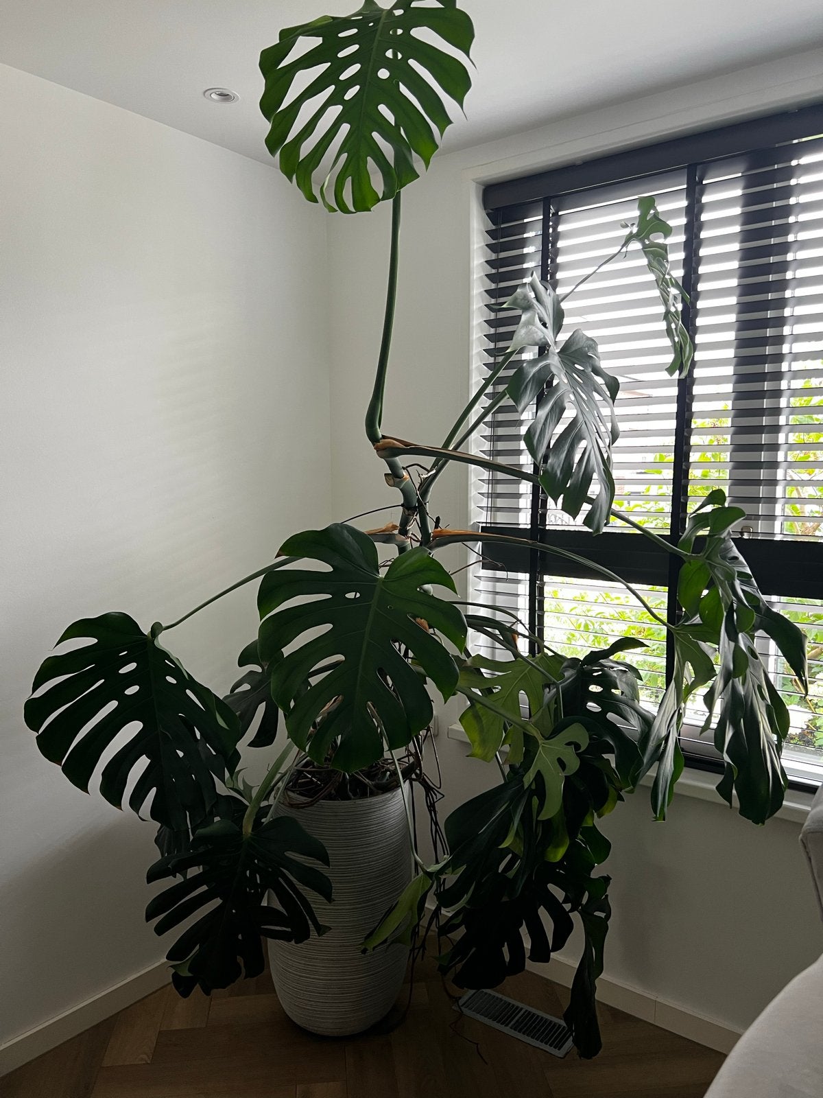 Grote Monstera plant met pot - 2 meter hoog, Huis en Inrichting, Kamerplanten, Ophalen, 200 cm of meer, Overige soorten, Halfschaduw