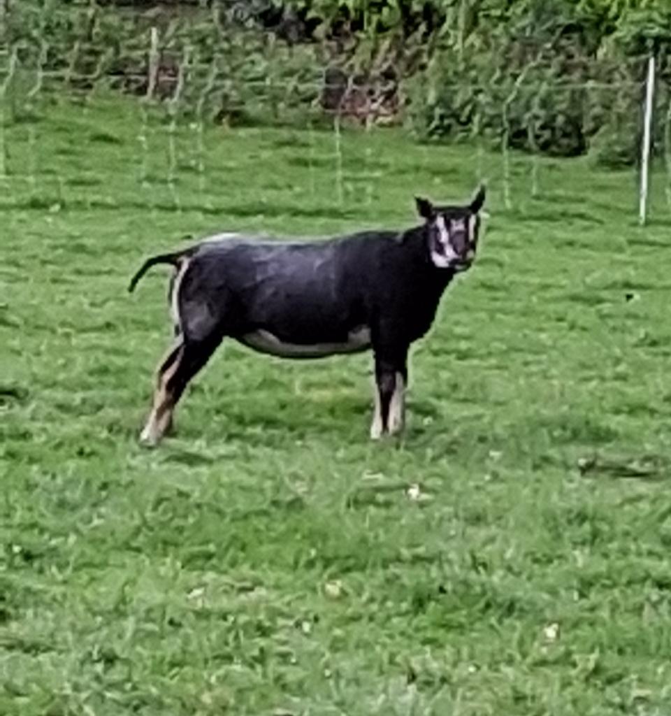 2 blauwe texelaar dassenkop ooien, Vrouwelijk, Schaap