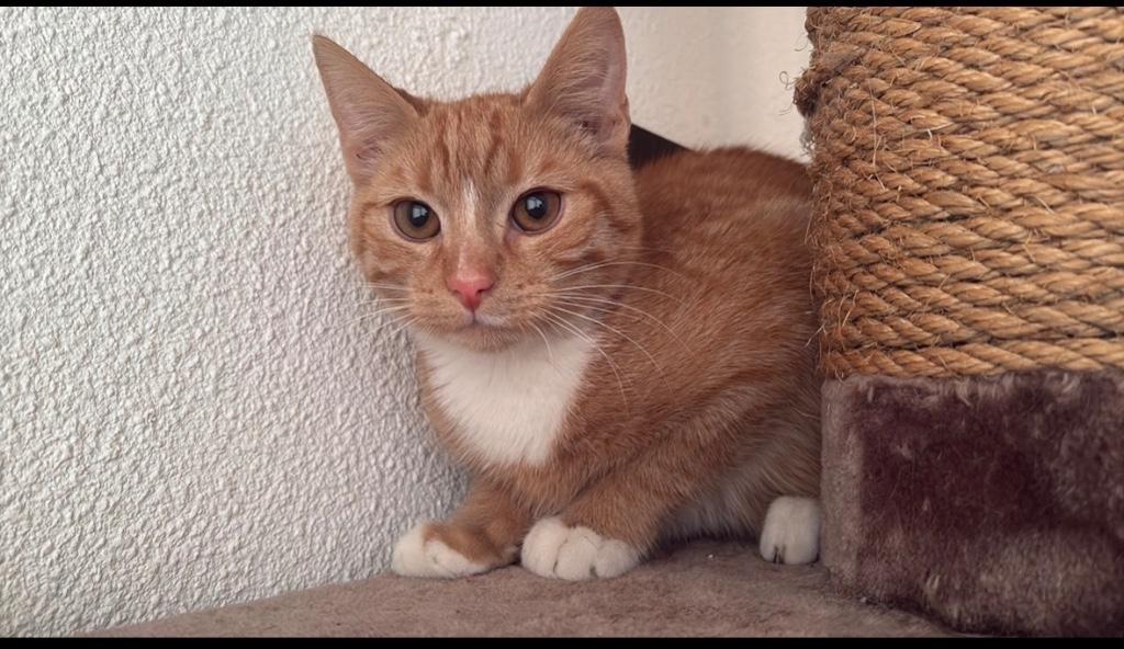 Rode kater, Dieren en Toebehoren, Kater, Ingeënt, 0 tot 2 jaar