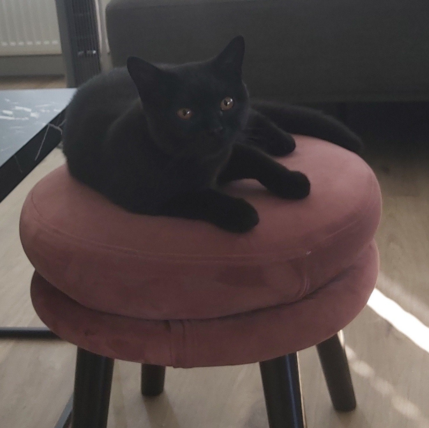 Britse korthaar kater, Kater