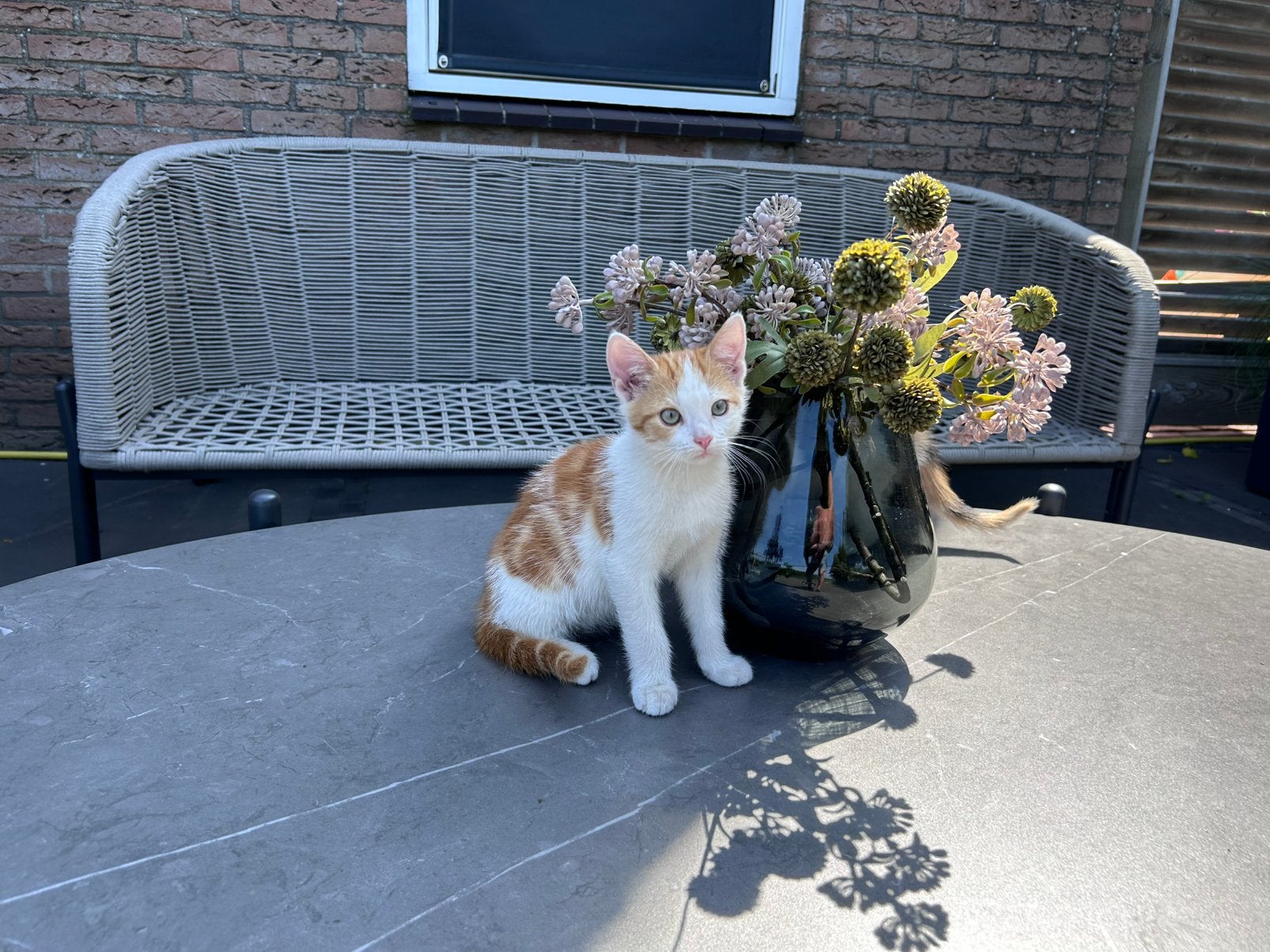 Nog 1 superlief katertje van onze lapjeskat, Meerdere dieren