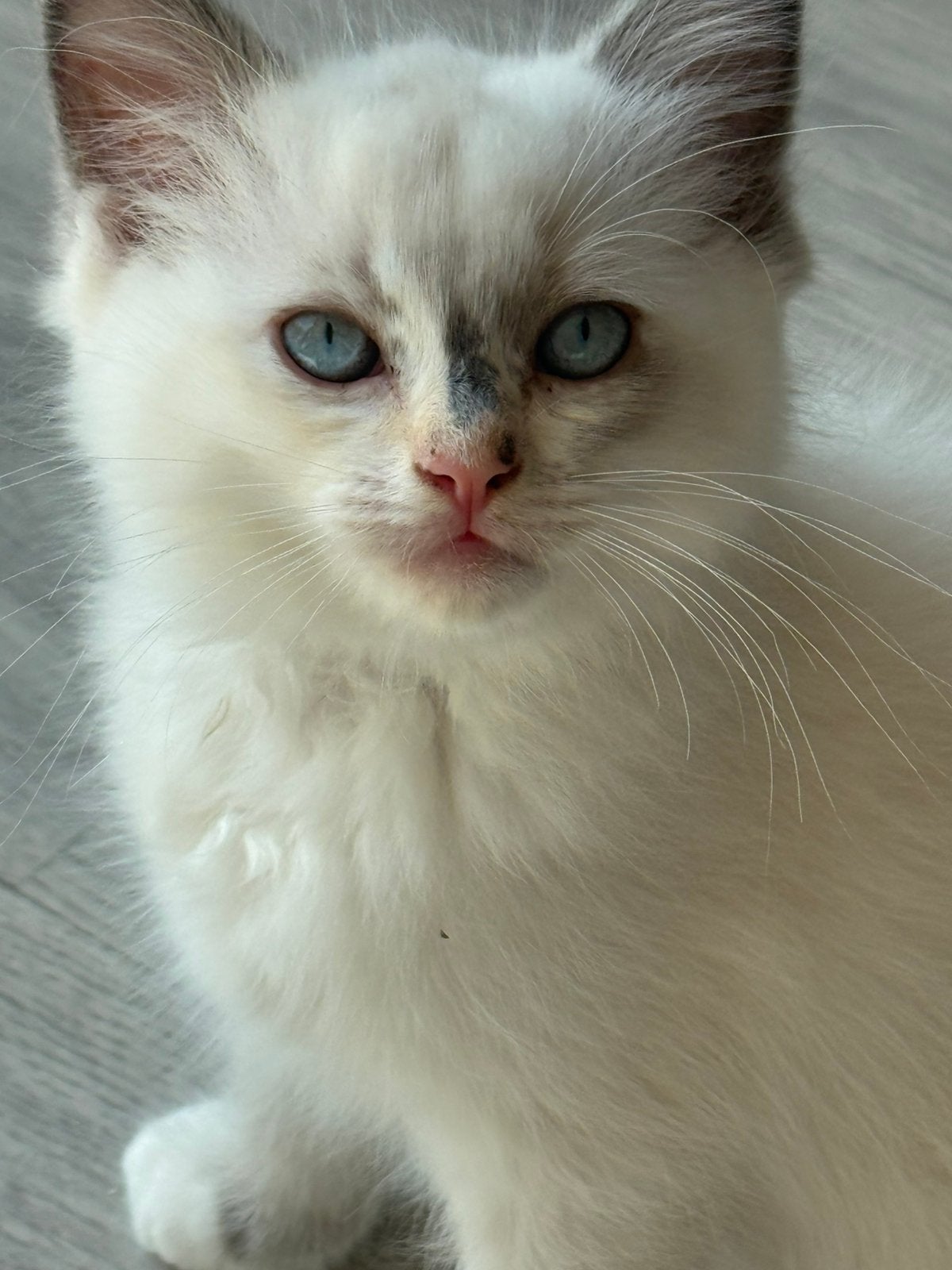 Nog 1 prachtige Ragdoll kitten met stamboom te koop, Meerdere dieren, Met stamboom, 0 tot 2 jaar