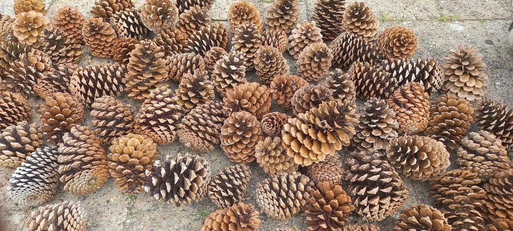 50 grote dennenappels, Hobby en Vrije tijd, Knutselen, Nieuw, Bruin, Knutselmateriaal, Hout