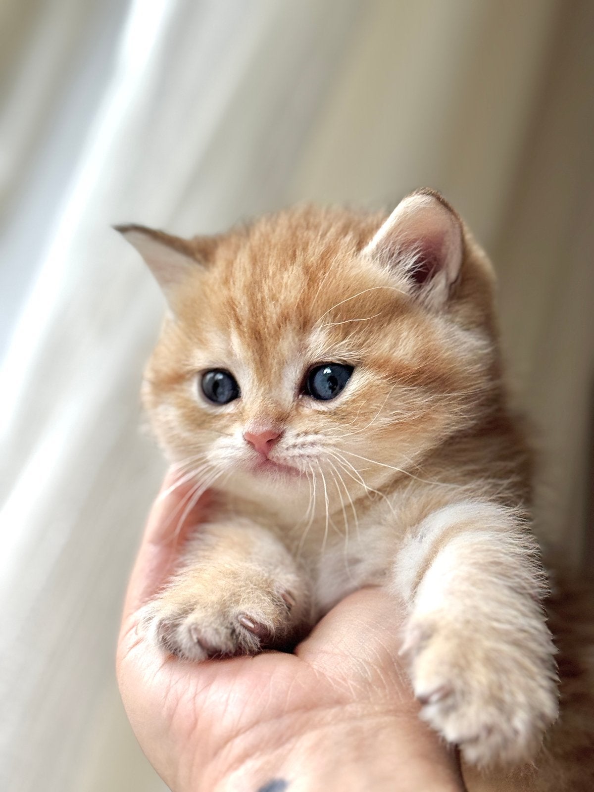 British korthaar, Dieren en Toebehoren, Katten en Kittens | Raskatten | Korthaar, Kater, Ontwormd