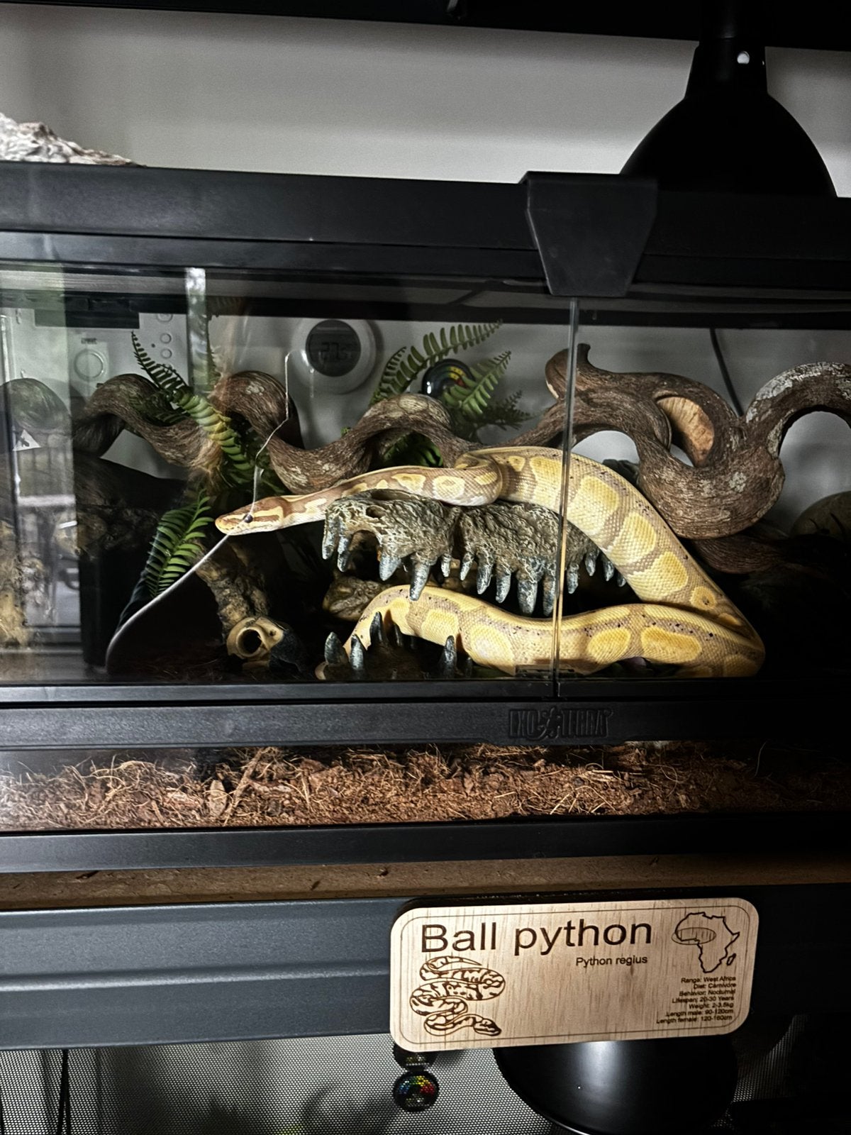 Banana orange dream specter Het Piebald