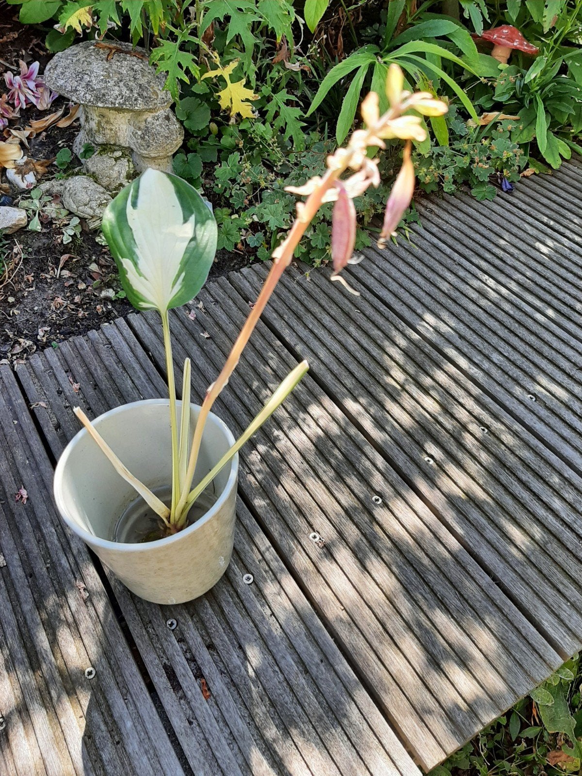 Hosta " Fire and Ice" stek., Tuin en Terras, Planten | Tuinplanten, Ophalen of Verzenden, Vaste plant, Overige soorten, Halfschaduw