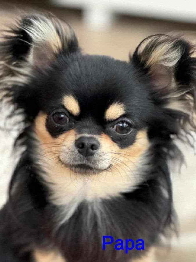 chihuahua reu met FCI stamboom, Dieren en Toebehoren, Honden | Chihuahua's en Gezelschapshonden, 6 jaar of ouder, Reu, Eén hond