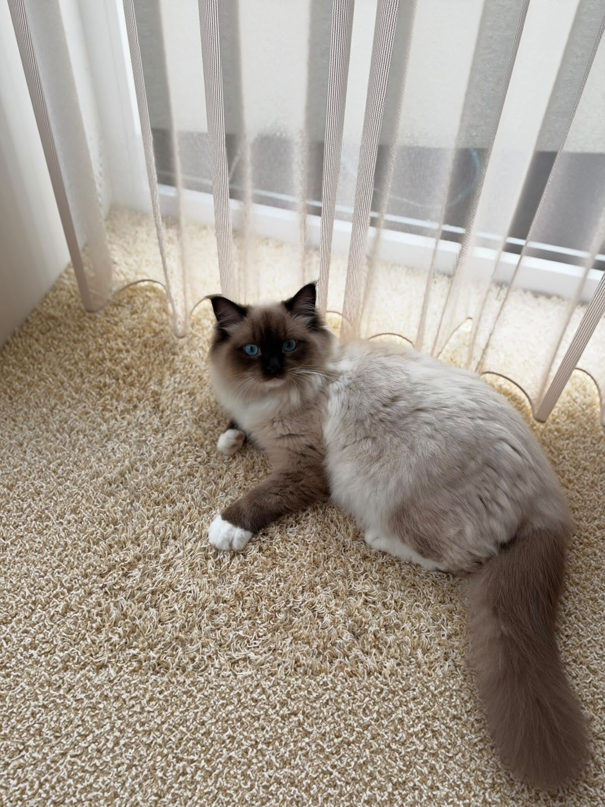 Ragdoll dekkater zayn, Meerdere dieren