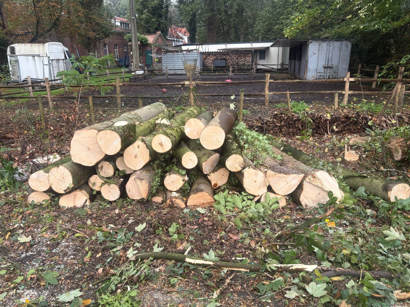Brandhout 3 meter esdoorn, berk en els, 3 tot 6 m³, Ophalen of Verzenden, Eikenhout, Stammen