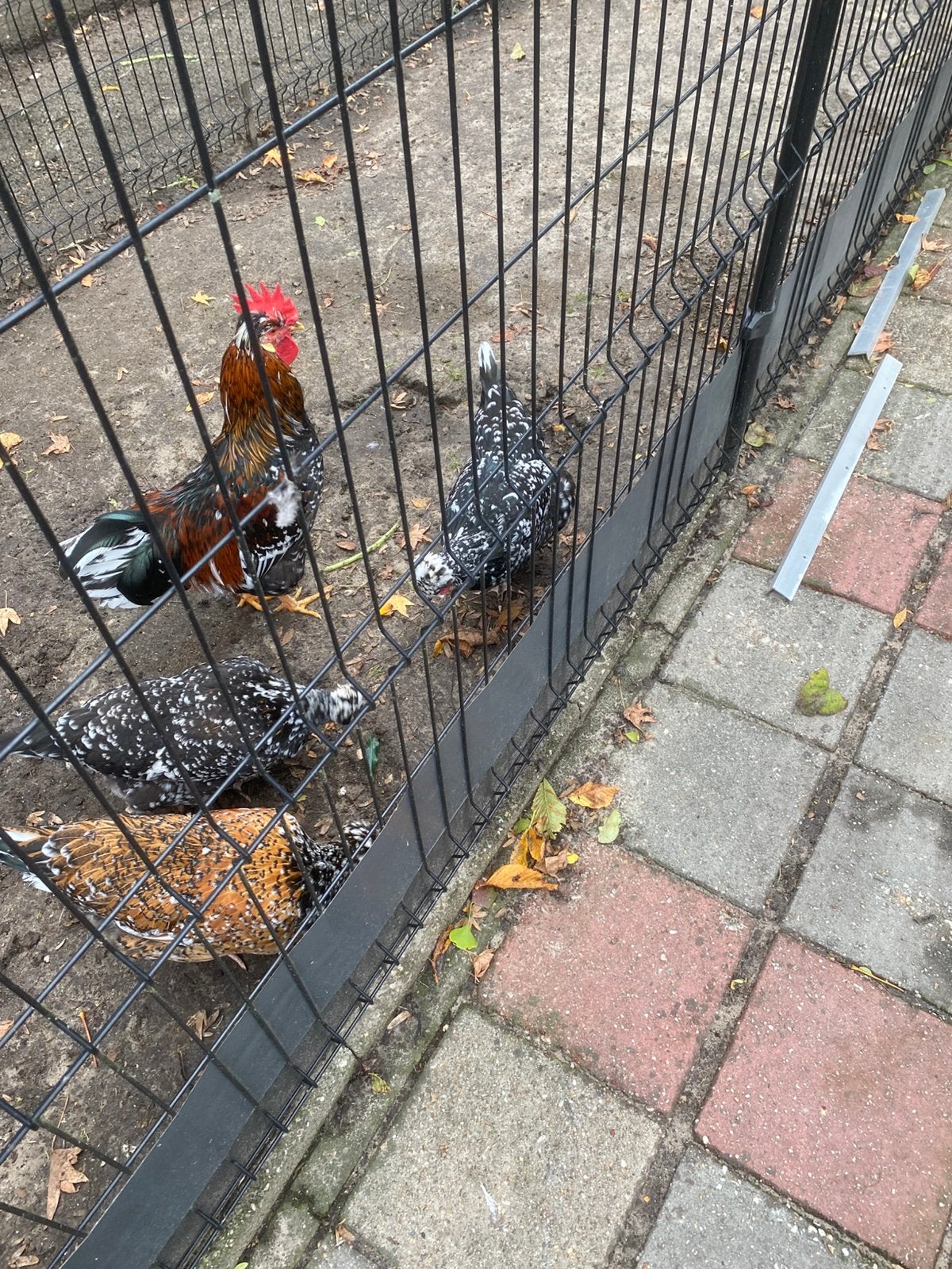Te koop broedeieren zweedse bloemenkip met kuif, Dieren en Toebehoren, Mannelijk, Kip