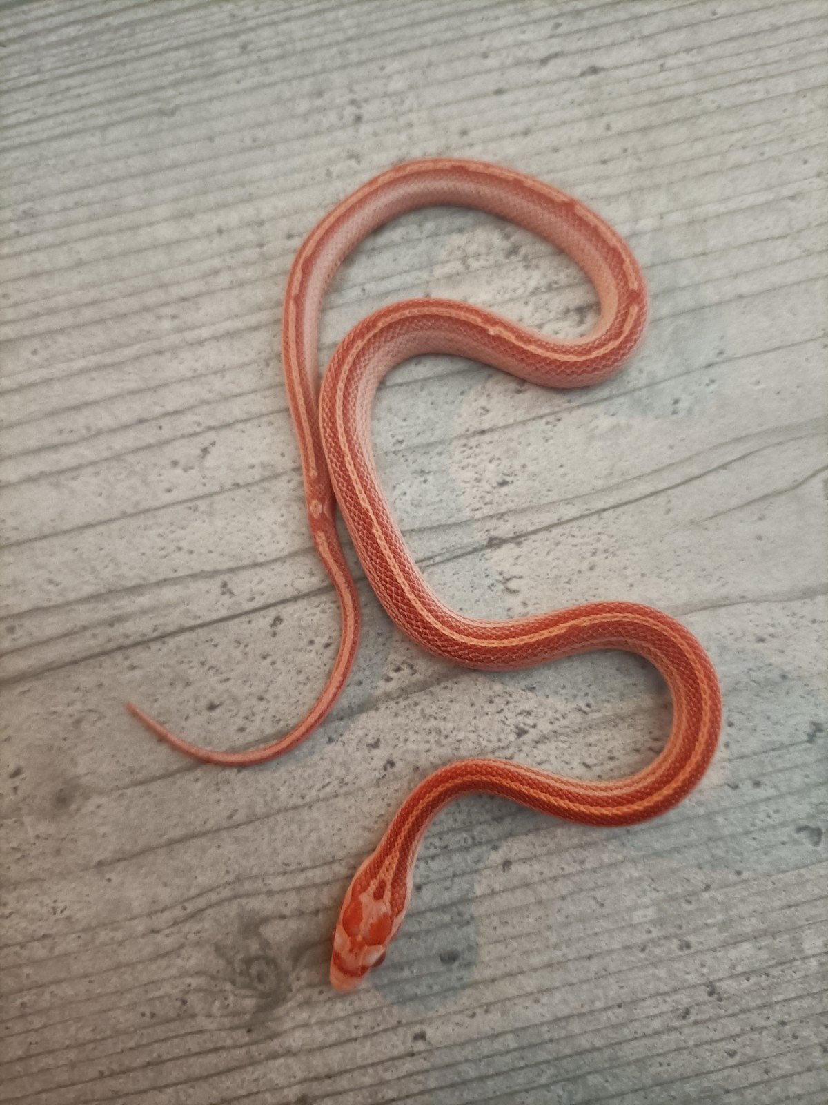 jonge rattenslangen Rat Snake photo 3