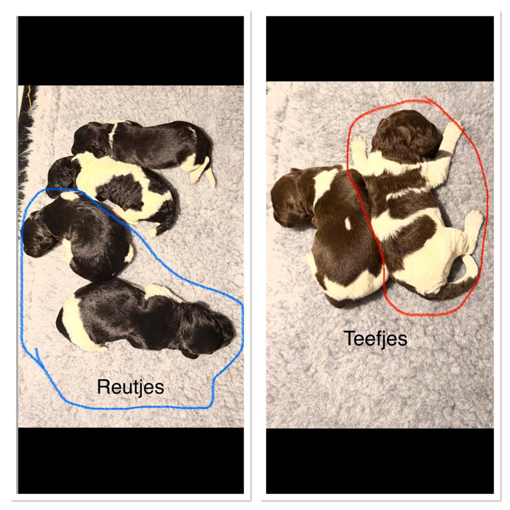 Friese stabij Pups *1 bruin teefje & 2 reutjes beschikbaar!, Dieren en Toebehoren, Honden | Setters en Staande honden, Overige rassen