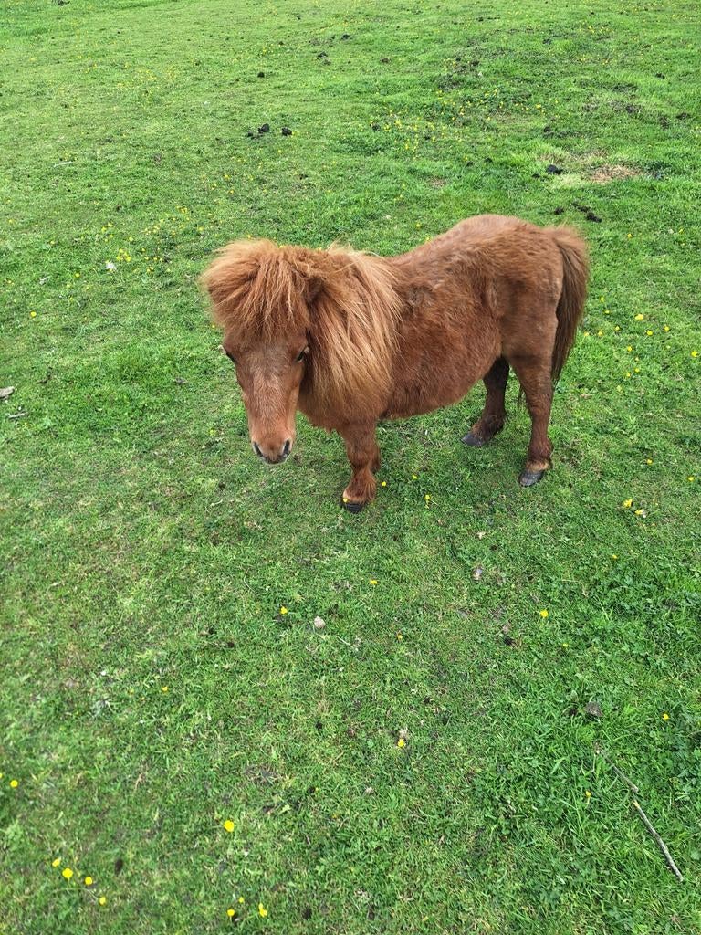 mini pony merrie, Dieren en Toebehoren, Paarden en Pony's | Dekhengsten en Fokmerries, Merrie