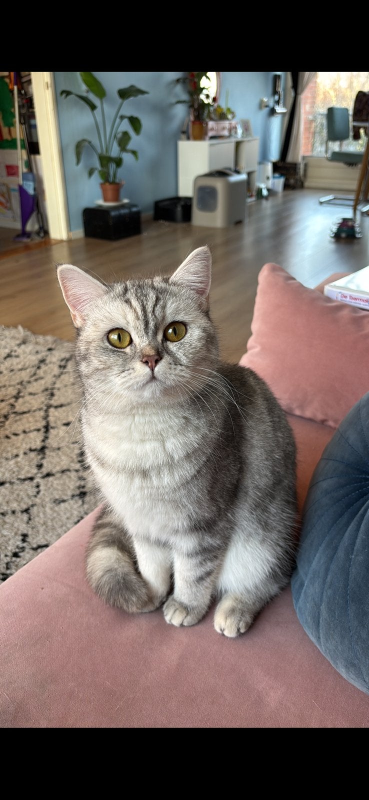 Britse korthaar, Dieren en Toebehoren, Katten en Kittens | Raskatten | Korthaar, Poes, Ontwormd, 3 tot 5 jaar