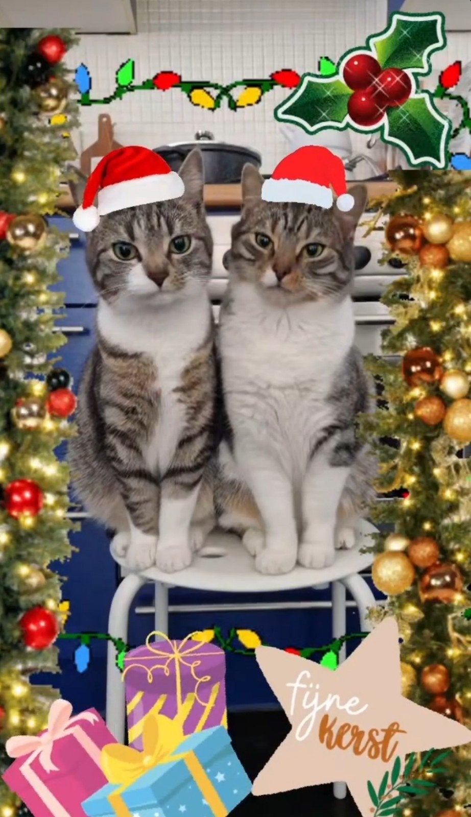 Twee lieve katten, Poes, 3 tot 5 jaar