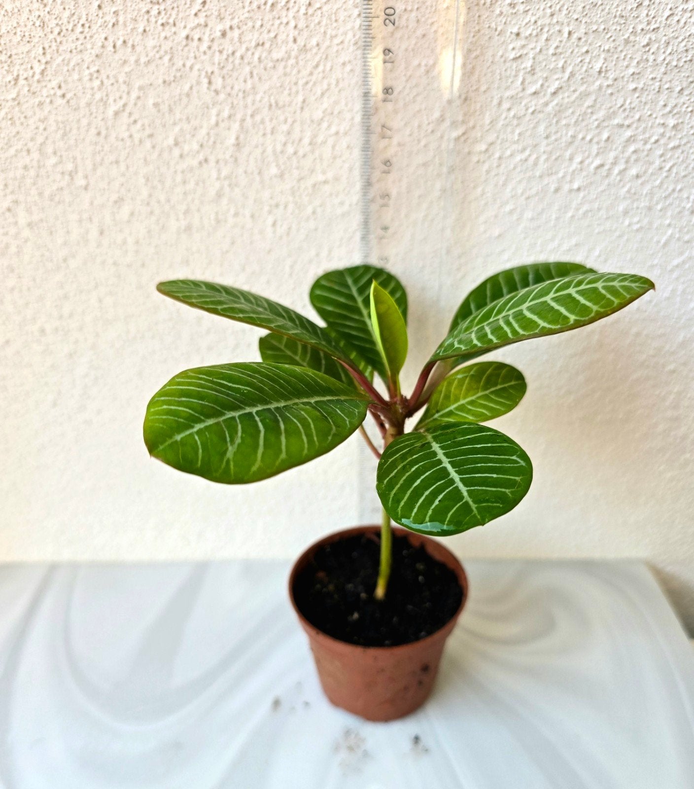 Madagascar Jewel, Euphorbia Leuconera., Ophalen of Verzenden, Halfschaduw, Minder dan 100 cm