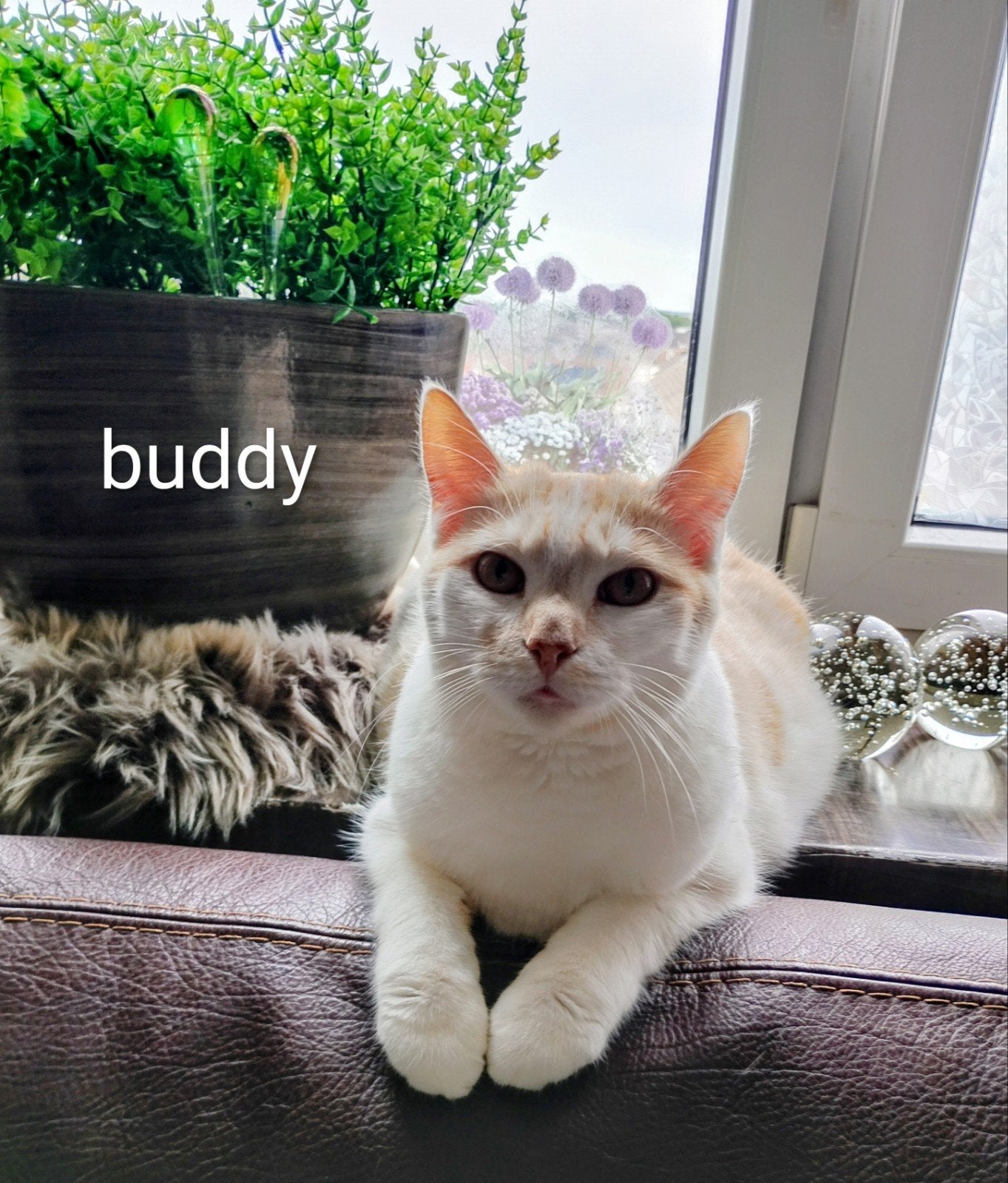op zoek naar  2de kater, Dieren en Toebehoren, Kater, Gechipt, 0 tot 2 jaar
