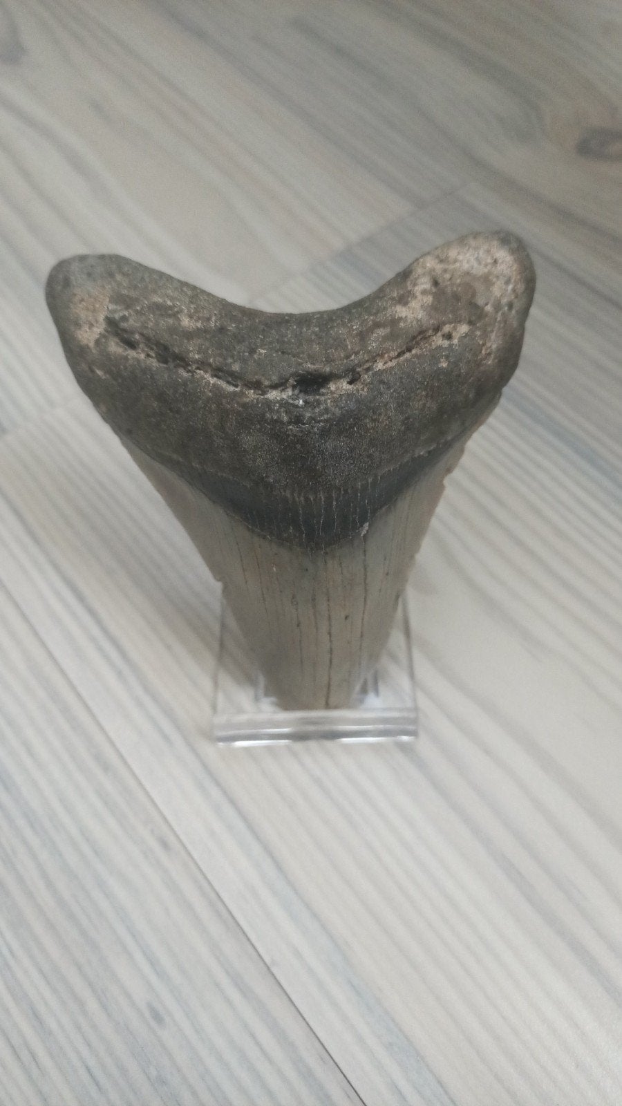 Megalodon tand., Verzamelen, Mineralen en Fossielen, Ophalen of Verzenden, Fossiel
