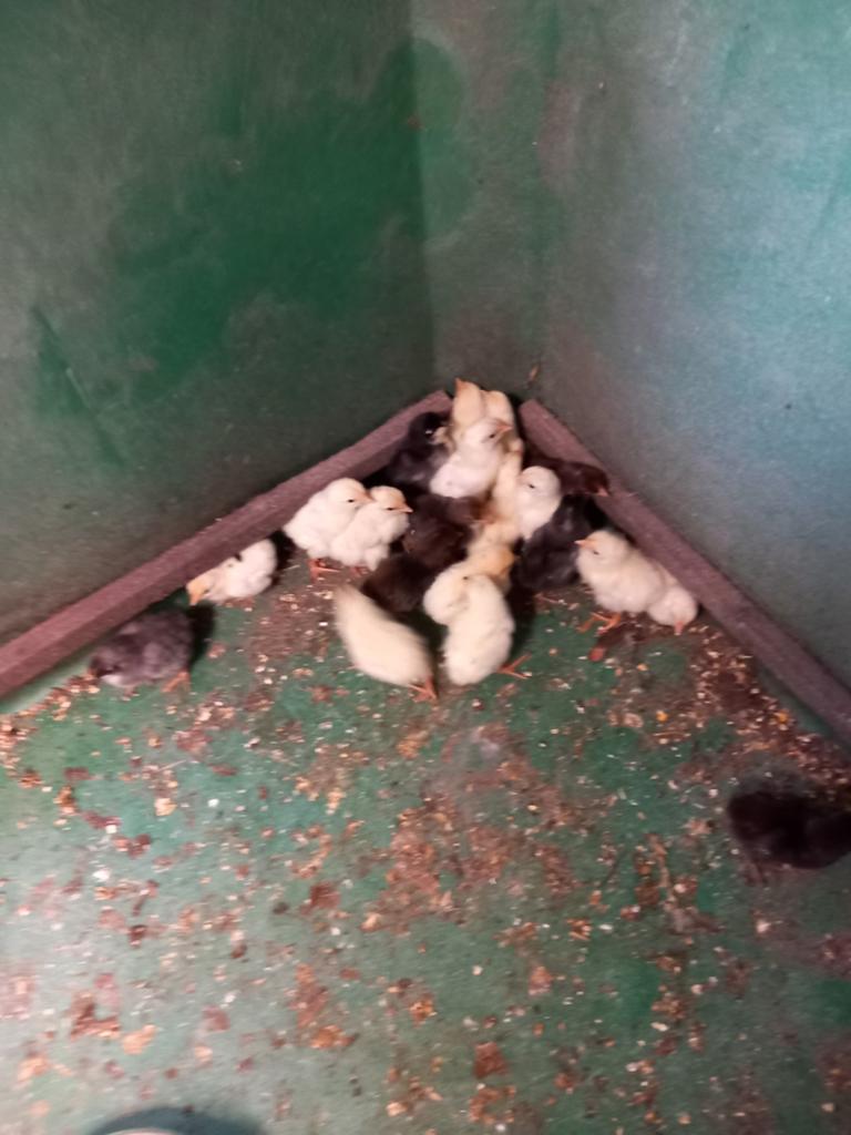 Kuikens leghorn, Dieren en Toebehoren, Meerdere dieren, Kip
