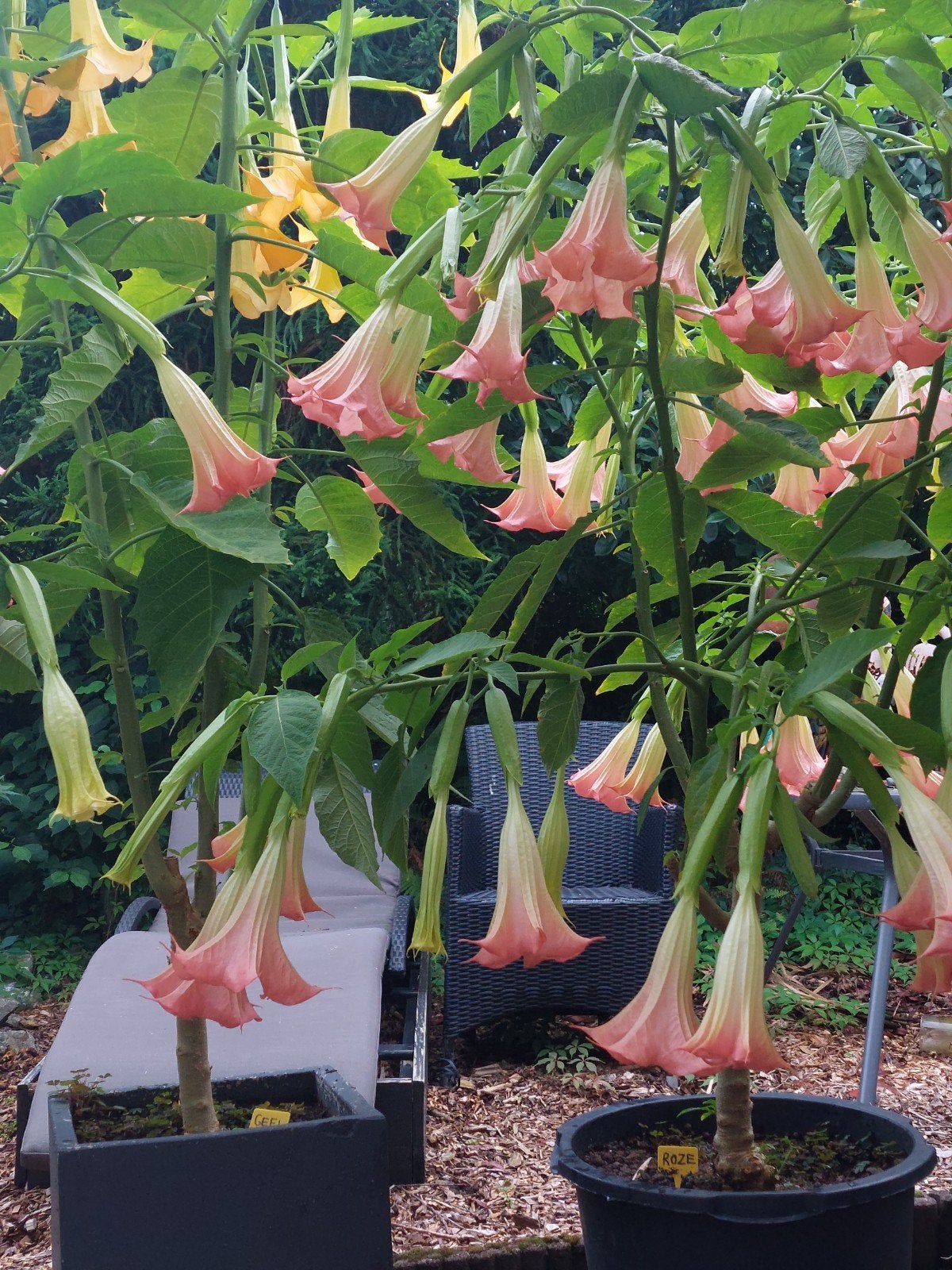 Brugmansia in grote pot, Overige soorten, Volle zon, Vaste plant, Ophalen of Verzenden