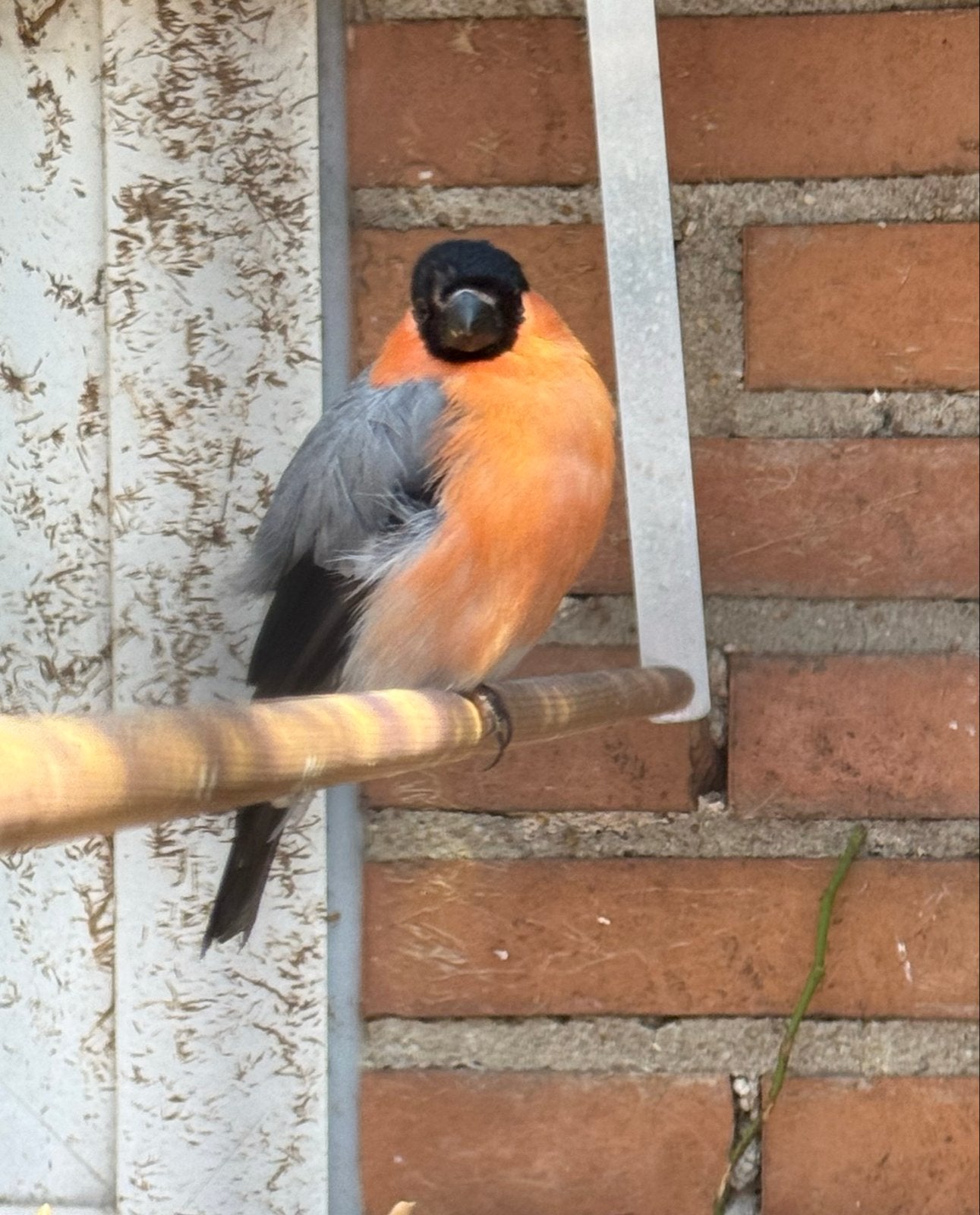 Noorse goudvink man 2025, Mannelijk, Wildzangvogel
