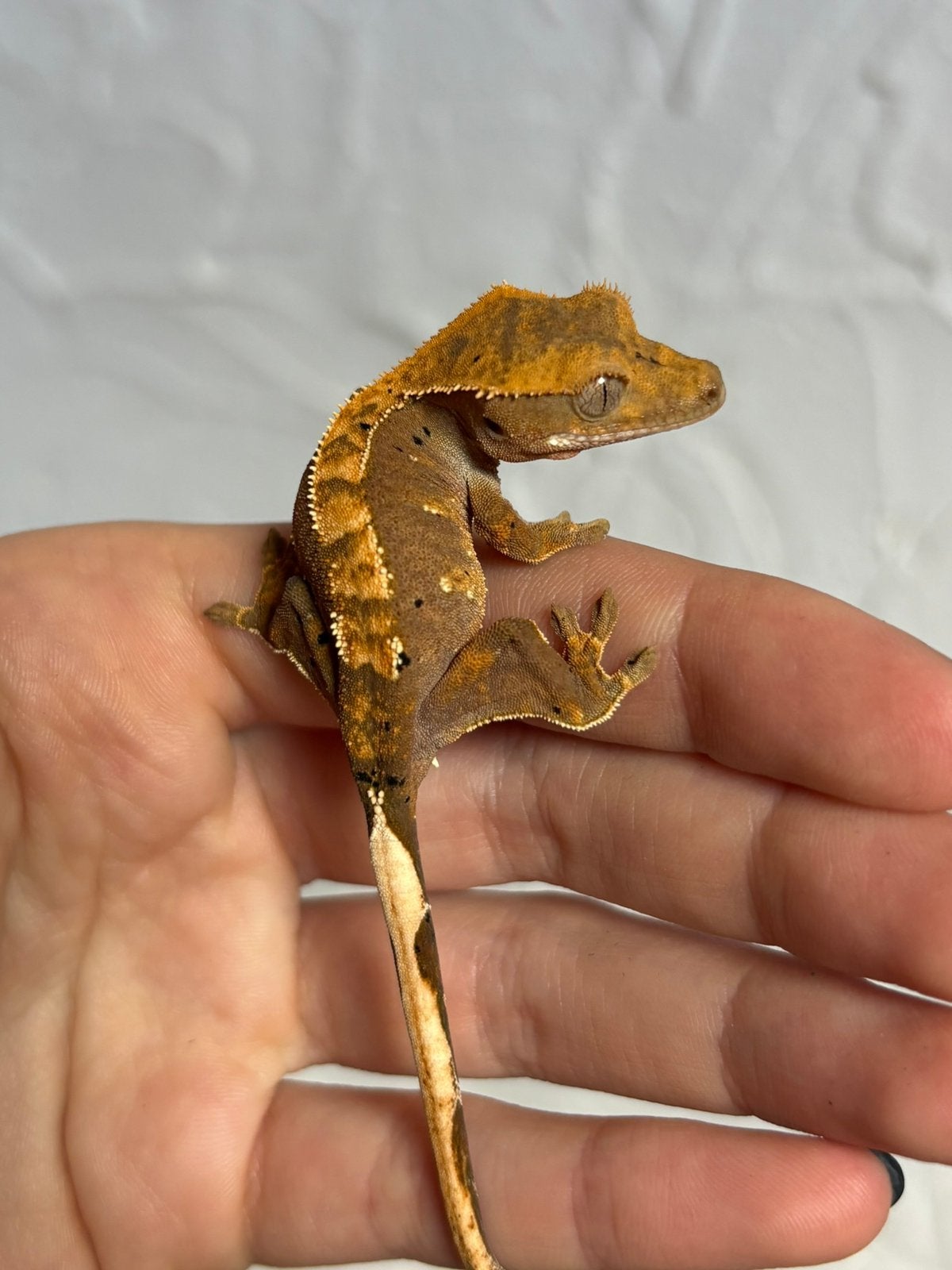 Wimpergekko, Dieren en Toebehoren, Hagedis, Tam, 0 tot 2 jaar