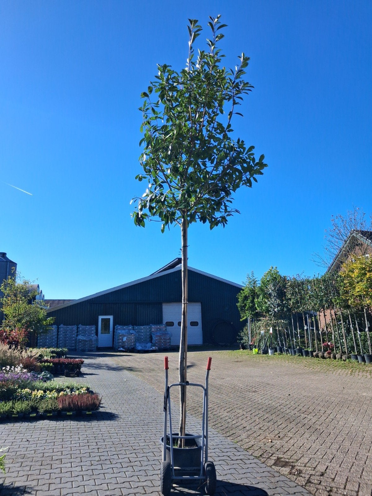 **ACTIE** hoogstam groenblijvende bomen, laurier, glansmispe, Tuin en Terras, Ophalen of Verzenden, Lente, 250 tot 400 cm, Zuilboom