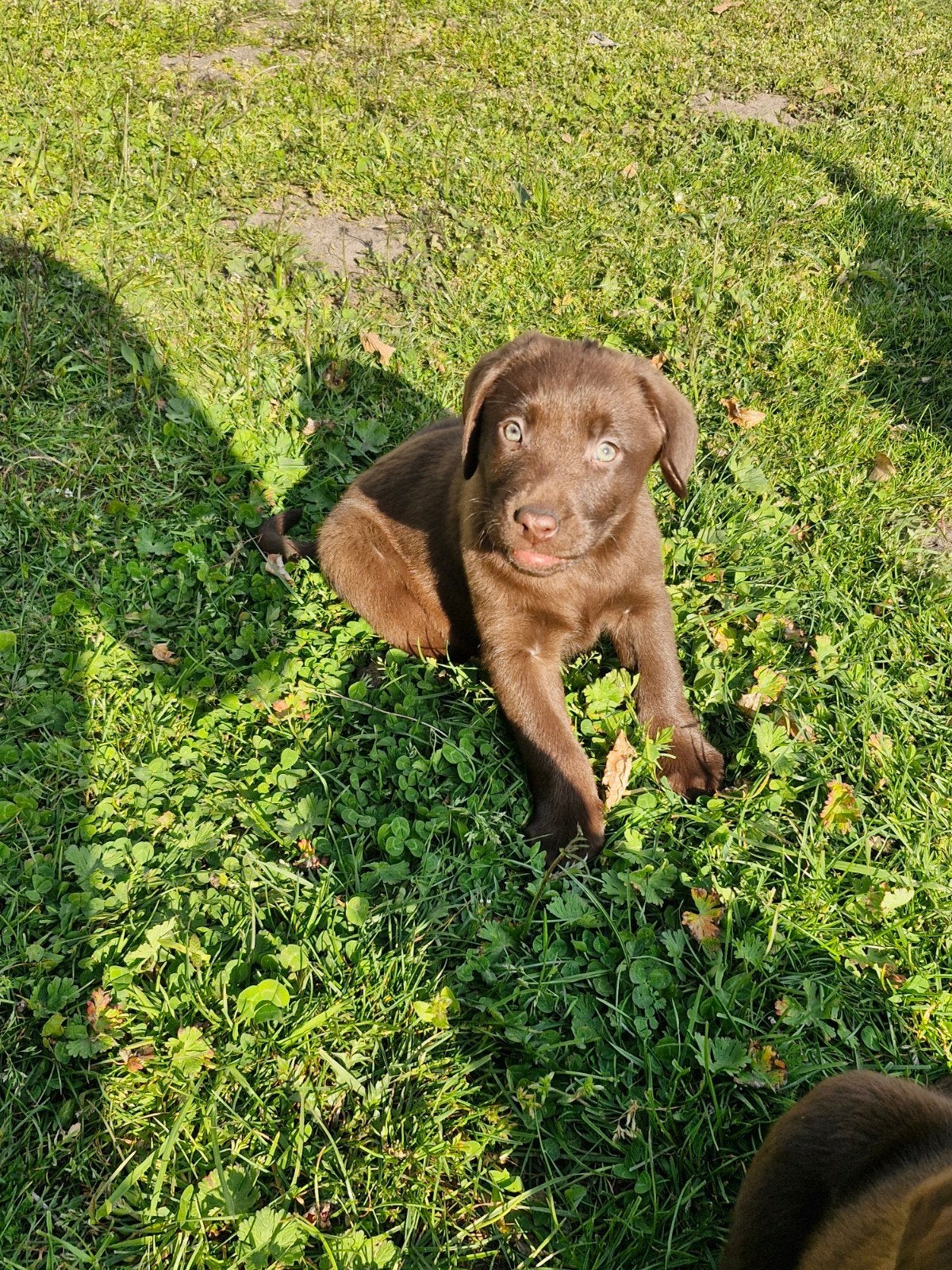 Labrador pups 1 zwart 1 bruin, Dieren en Toebehoren, Honden | Retrievers, Spaniëls en Waterhonden, Parvo, Reu, 8 tot 15 weken